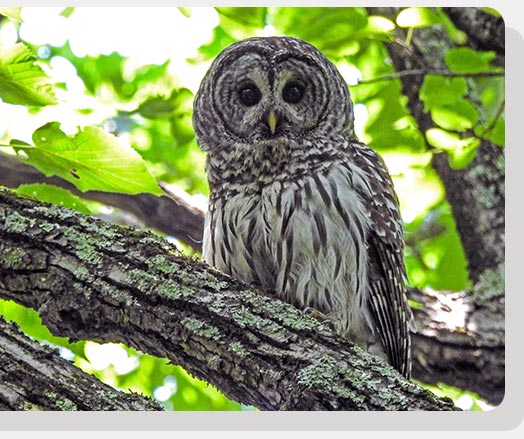 Owl Owl