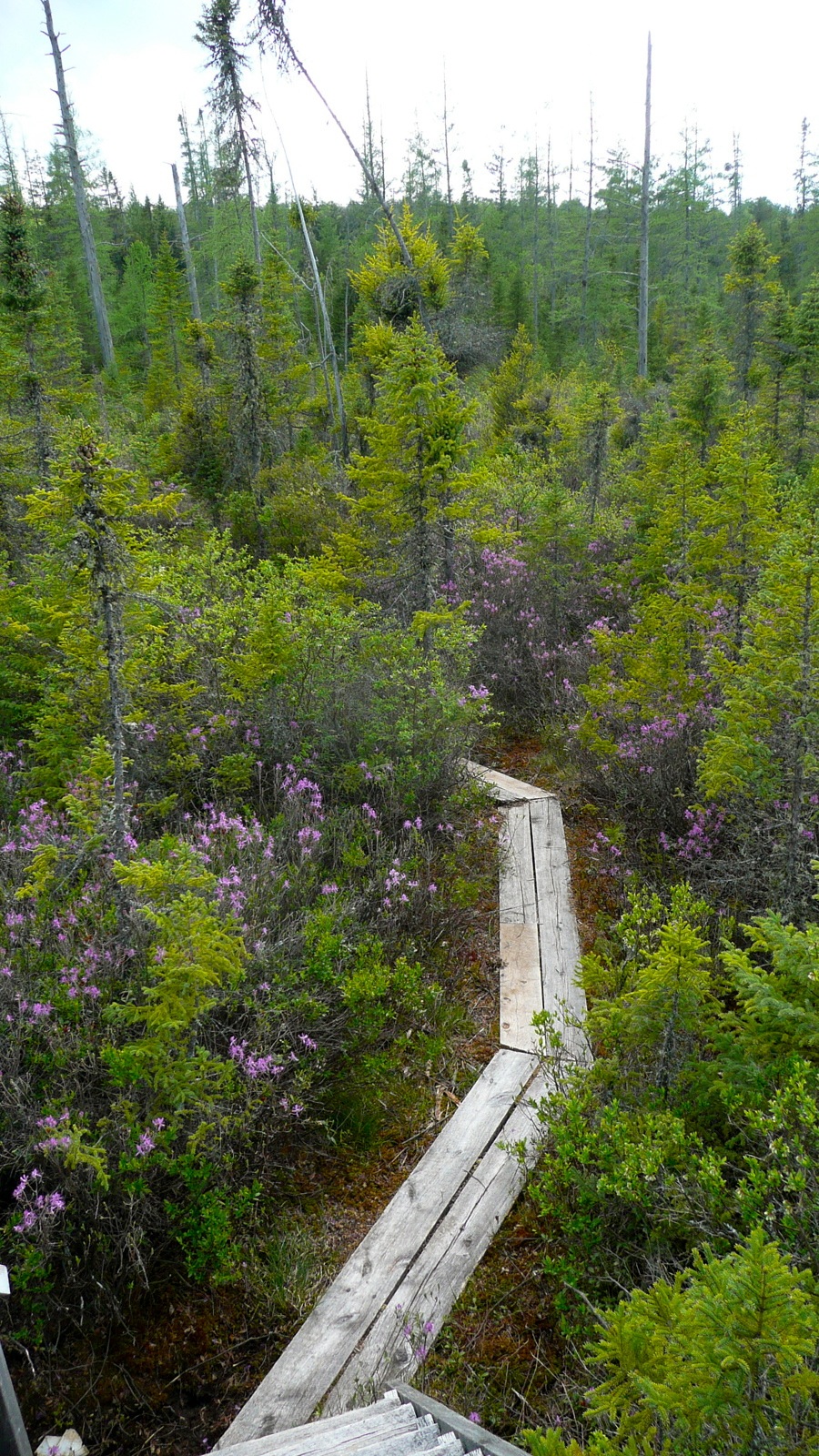 Bradford Bog Boardwalk 