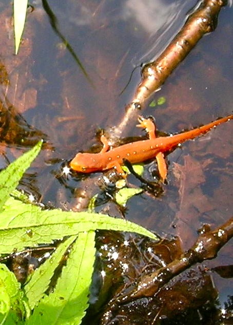 Red Eft in Water